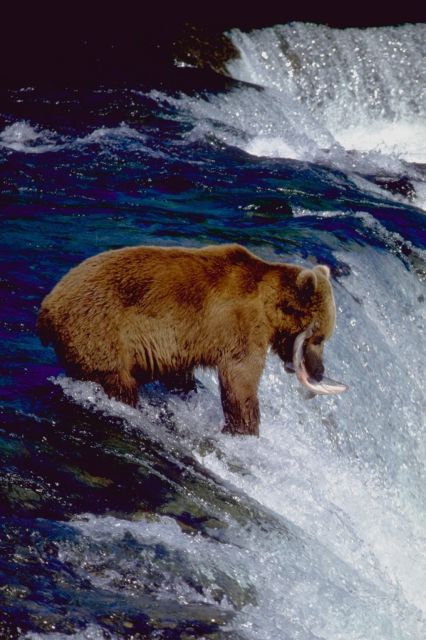 bear.jpg
