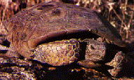 deserttortoise.gif