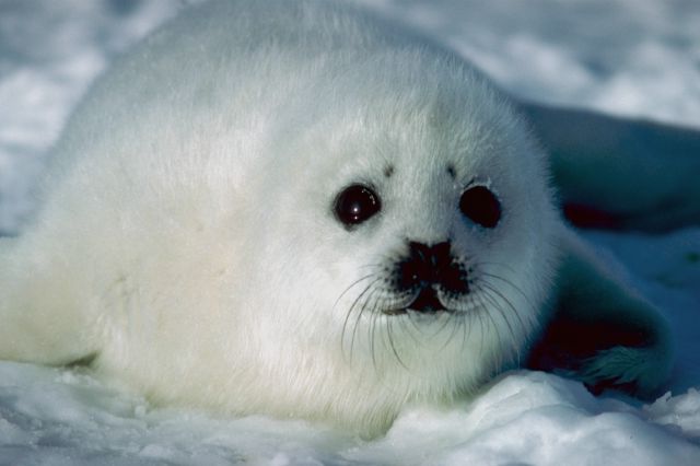 seal.jpg